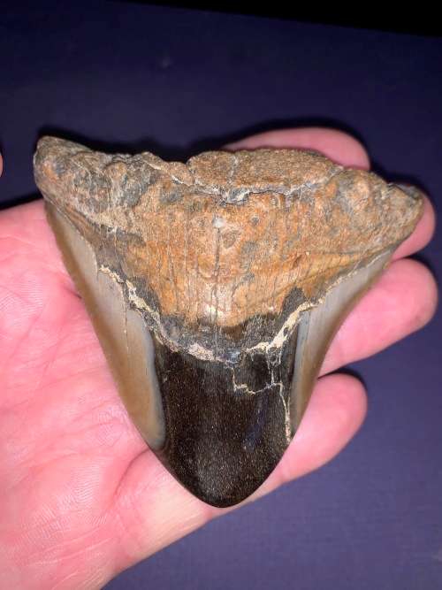 Fossil shark tooth Carcharodon Megalodon Great white shark.  9 cm