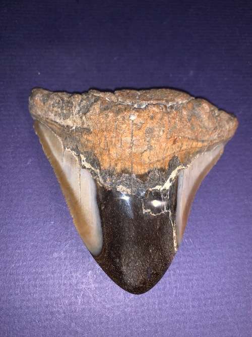 Fossil shark tooth Carcharodon Megalodon Great white shark.  9 cm