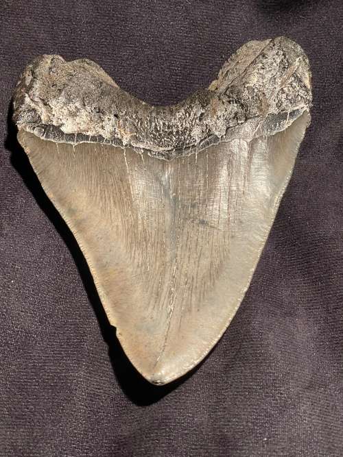 Fossil Shark Tooth Carcharodon Megalodon Great white Shark Ocean Monster Size 13 cm