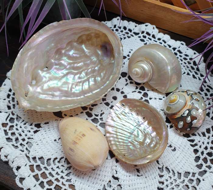 SEA SHELLS | DECOR | HOME |