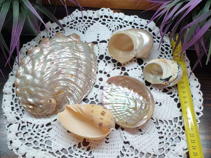 SEA SHELLS | DECOR | HOME |