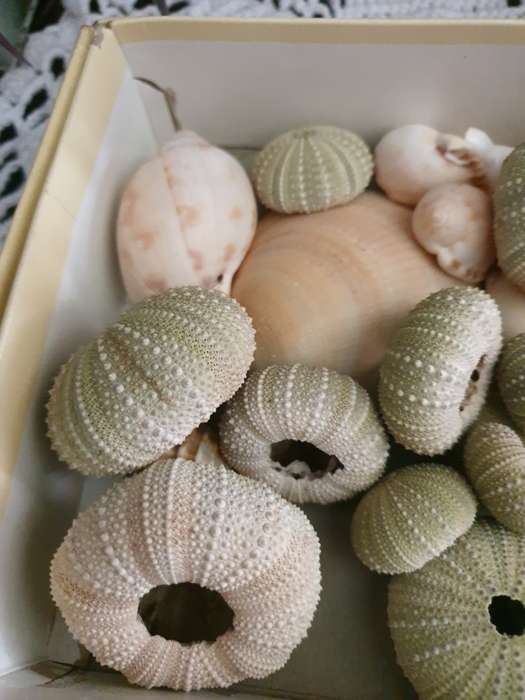 SEA SHELLS |  SEA URCHINS | DECOR | HOME |