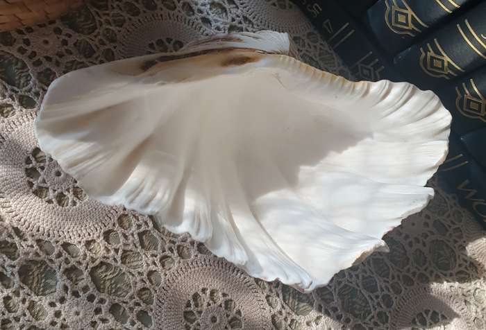 Clam Shell Tridacna | SEA SHELL |