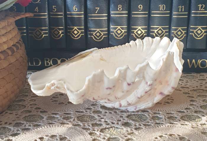 Clam Shell Tridacna | SEA SHELL |