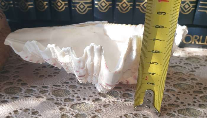 Clam Shell Tridacna | SEA SHELL |