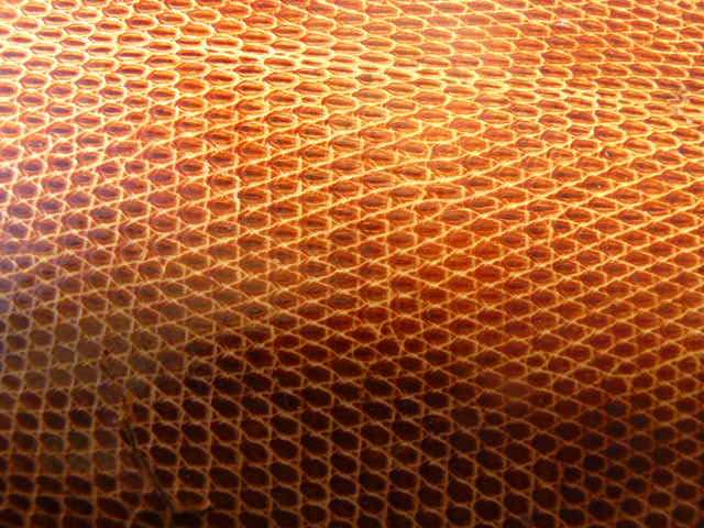 LIZARD  LEATHER LADIES WALLET LOVELY