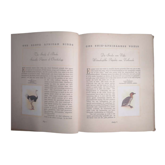 1941 Our South Birds by Austin Roberts Hardcover w/o Dustjacket