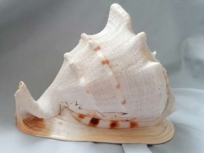 LARGE SEA SHELL