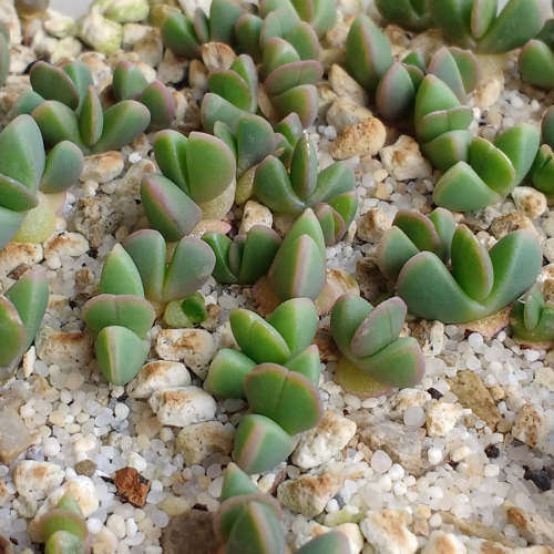 Bijlia Cana - 100 seeds