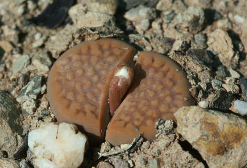 Lithops hallii var ochraceae C111 - 100 seeds
