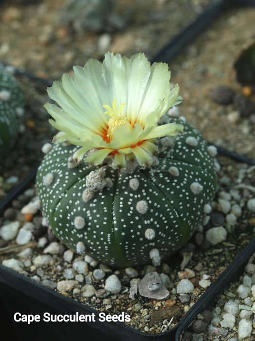 Astrophytum asterias (Sea Urchin Cactus) 50 seeds
