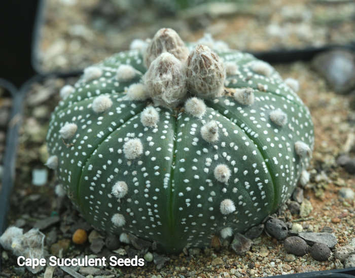 Astrophytum asterias (Sea Urchin Cactus) 50 seeds
