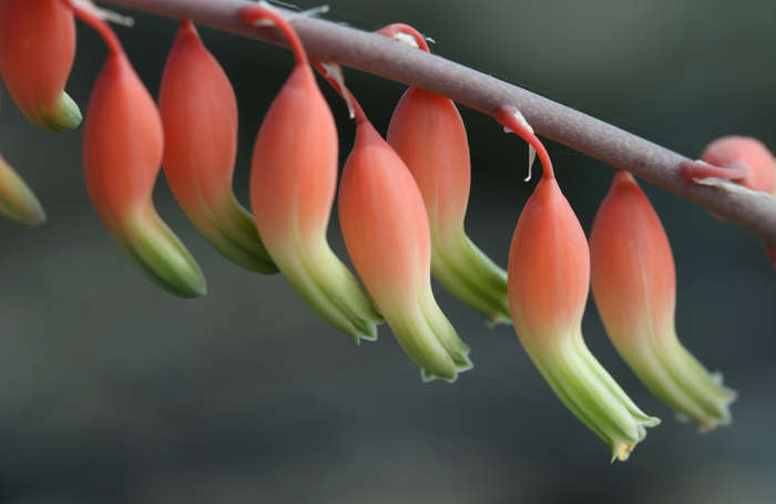 Gasteria mixed - 100 seeds