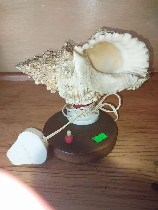 Nice shell lamp on wooden stand