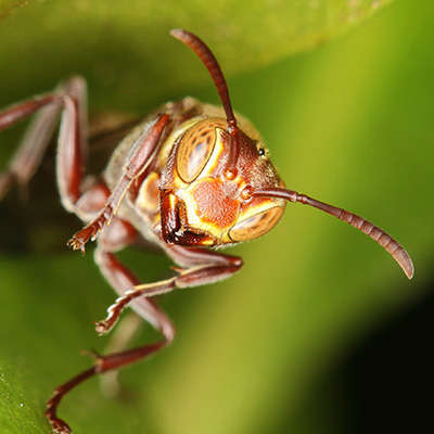 Radical Hand held Macro with your Nikon 55 -200 VR