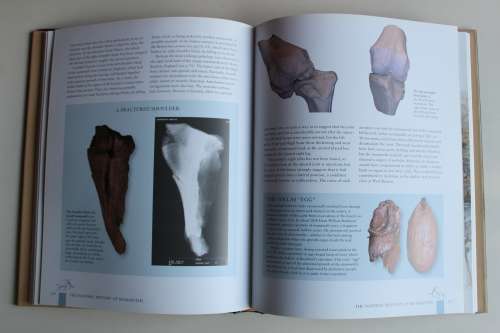 MAMMOTHS GIANTS OF THE ICE AGE - ADRIAN LISTER & PAUL BAHN
