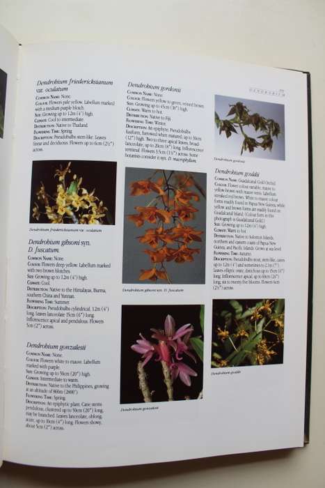 Letts Guide to Orchids of the World -  Neville Anderson
