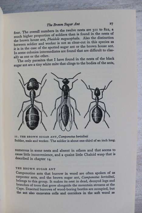 The study of ants - Skaife