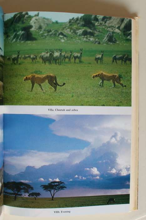 Serengeti Home  - kay Turner