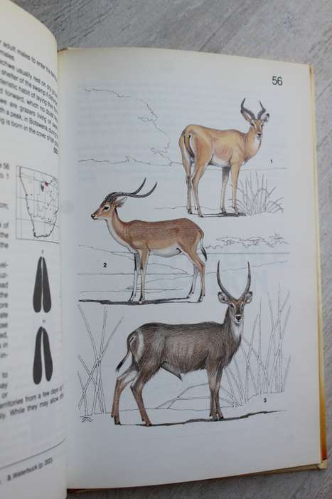 Land mammals of Southern Africa, a field guide - Smithers