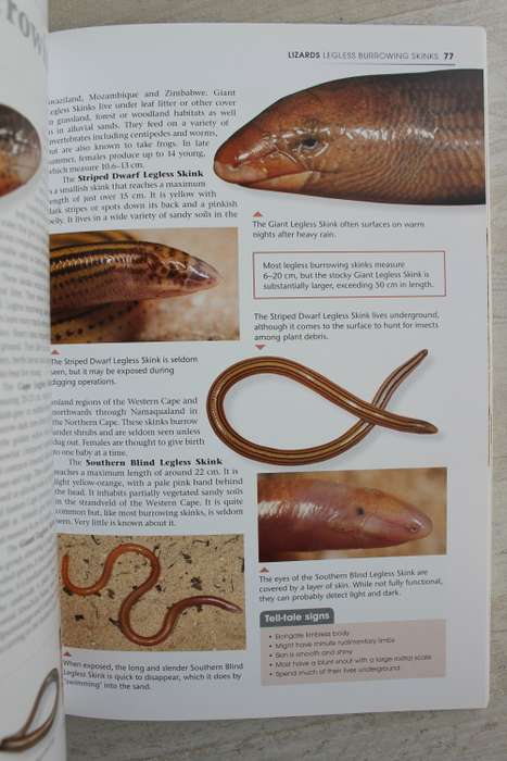 What`s that reptile - Marais