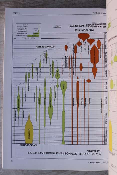 Brief history of gymnosperms: classification, biodiversity, phytogeography and ecology - Anderson