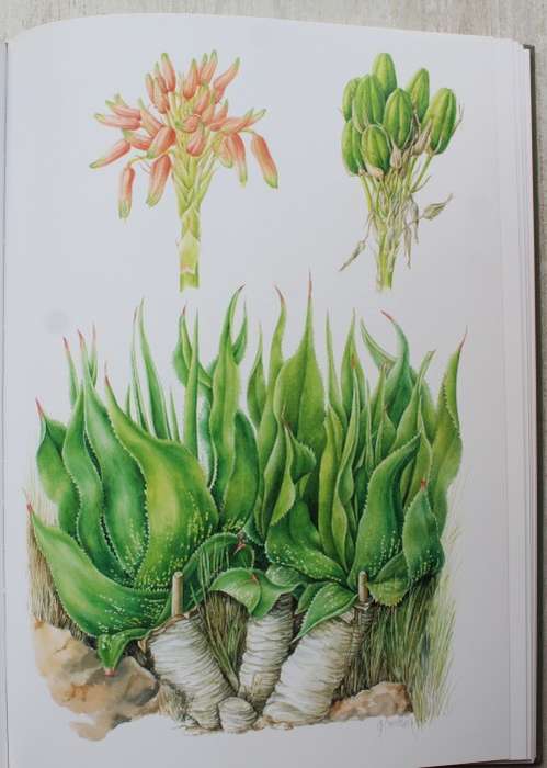 GRASS ALOES IN THE SOUTH AFRICAN VELD - Charles Craib