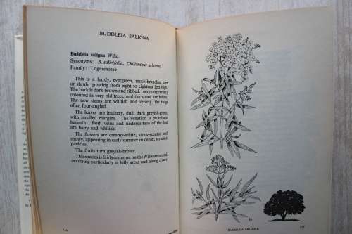 Trees and Shrubs of the Witwatersrand
