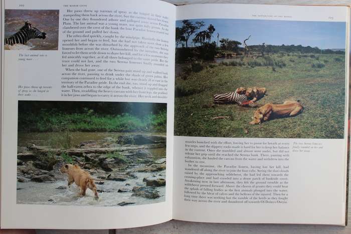 THE MARSH LIONS- THE STORY OF AN AFRICAN PRIDE- BRIAN JACKMAN & JONATHAN SCOTT