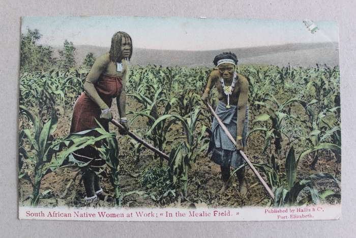 Postcard post card - South African Native Women in the mealie field