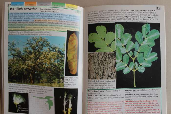 Albizia Southern Africa / Suider-Afrika Valsdorings / False-thorns -  Marthinus Steyn
