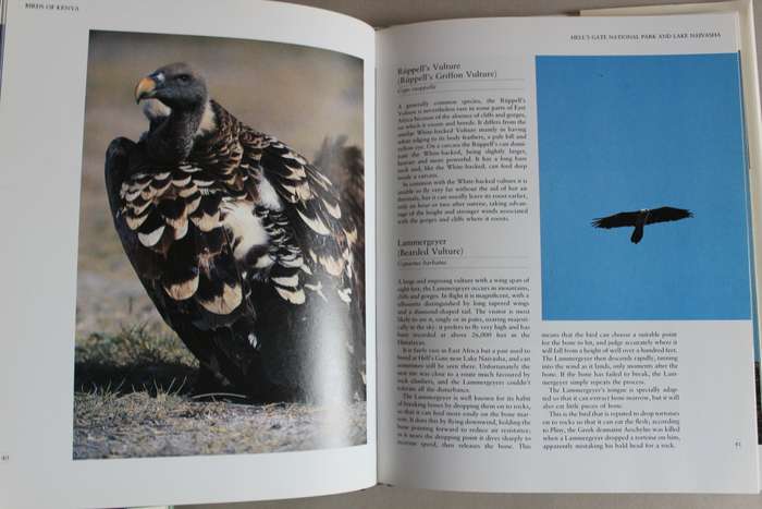 Birds of Kenya, a celebration - Dave Richards