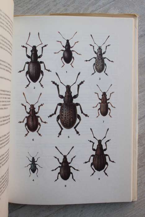 A Feild Guide in clour to Beetles