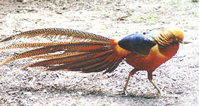 Golden Pheasant Barred Tail Feather (Fly Tying)