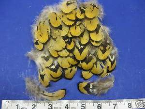 30+ REEVES Feathers