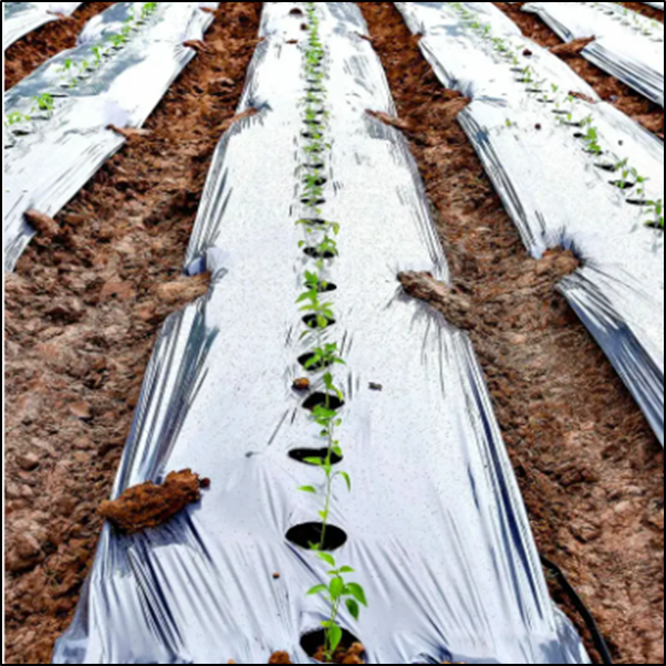 Open land soil protection:  Black plastic film mulch film