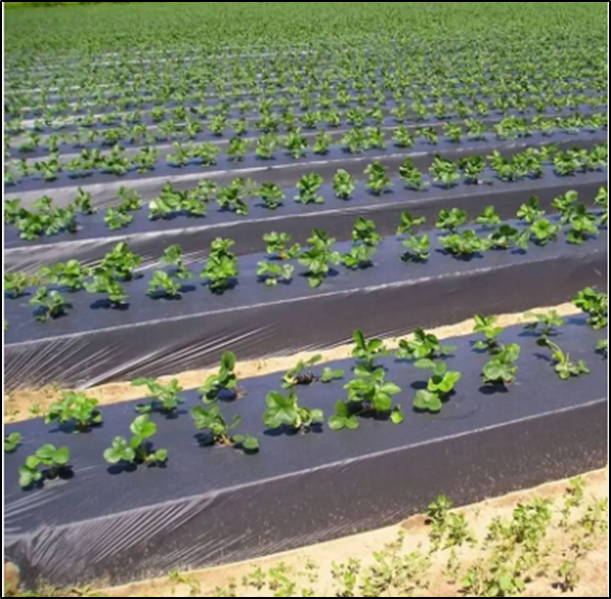 Open land soil protection:  Black plastic film mulch film