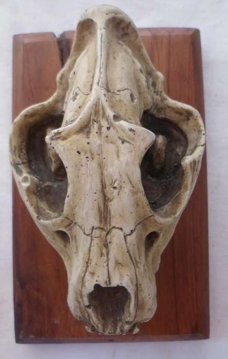 LION SKULL BY TONY FREDRIKSON ON WOODEN BASE-CIRCA 1998-LIMITED EDITION-BASE MEASURES 18X11CM-HEIGHT