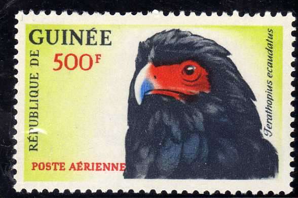 GUINEA 1962 "BATELEUR EAGLE" 500F LMM. SG 363. CAT 10,50 POUNDS.