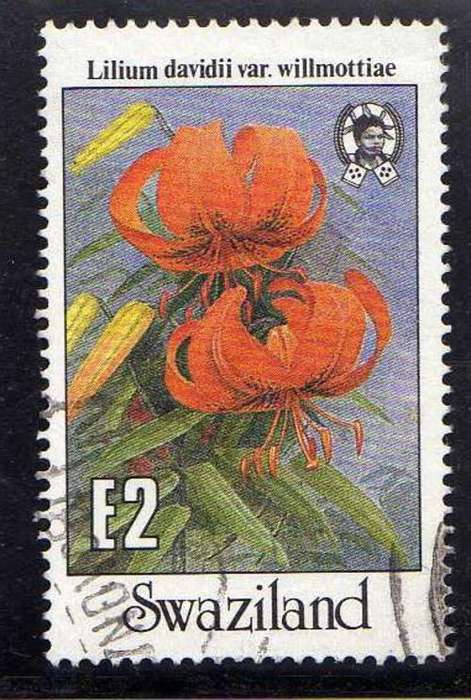 SWAZILAND 1987 "GARDEN FLOWERS" E2 VFU. SG 536. CAT 12 POUNDS.