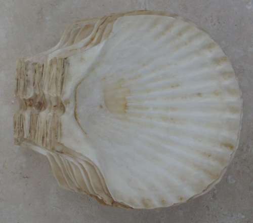Seashells x 13