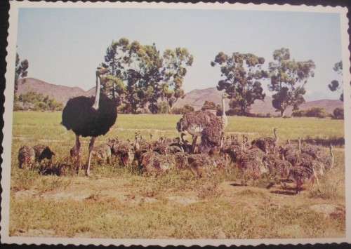 Postcards Ostrich Chicks/Racing x 3 - Vintage unused