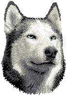 white guest Siberian Husky   Dog