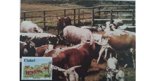 1987 - Ciskei Nkone Cattle -  Maximum Cards