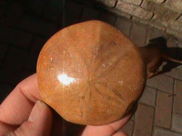 LARGE FOSSIL PANSY SHELL....HARD TO GET HOLD OFF !!!