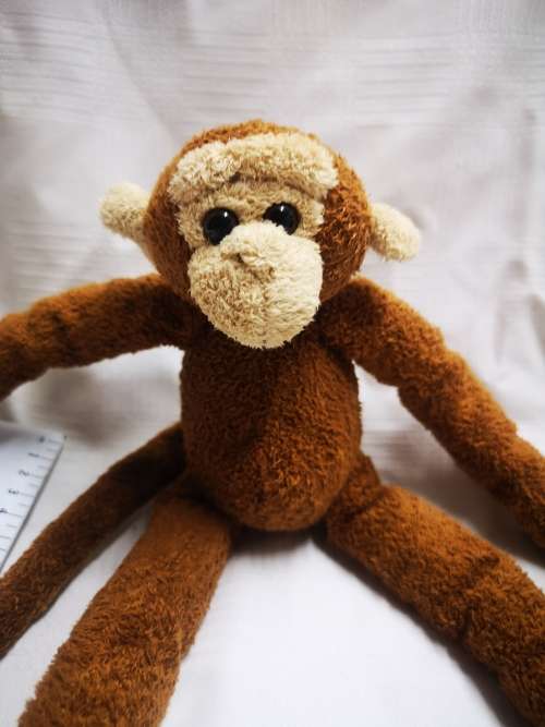 Jungolo from Africa - monkey
