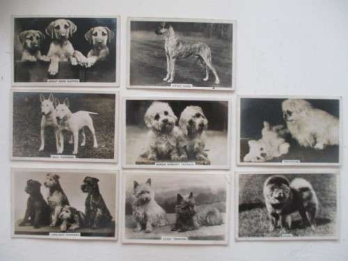 CIGARETTE CARDS - SENIOR SERVICE - DOG PHOTOGRAPH CARDS LOT OF 8 CARDS