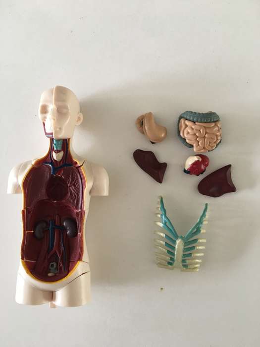 LOVELY SMALL MEDICAL DOLL WITH  REMOVEABLE PARTS