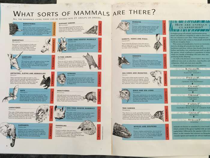 LOVELY MAGAZINE - ANIMAL W0RLD - NO. 7 - BATS - 1993