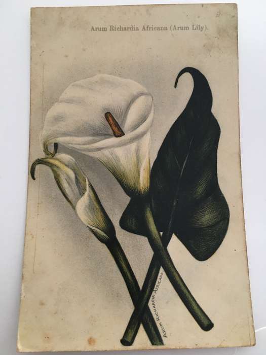 VINTAGE TO ANTIQUE POST CARD WITH STAMP